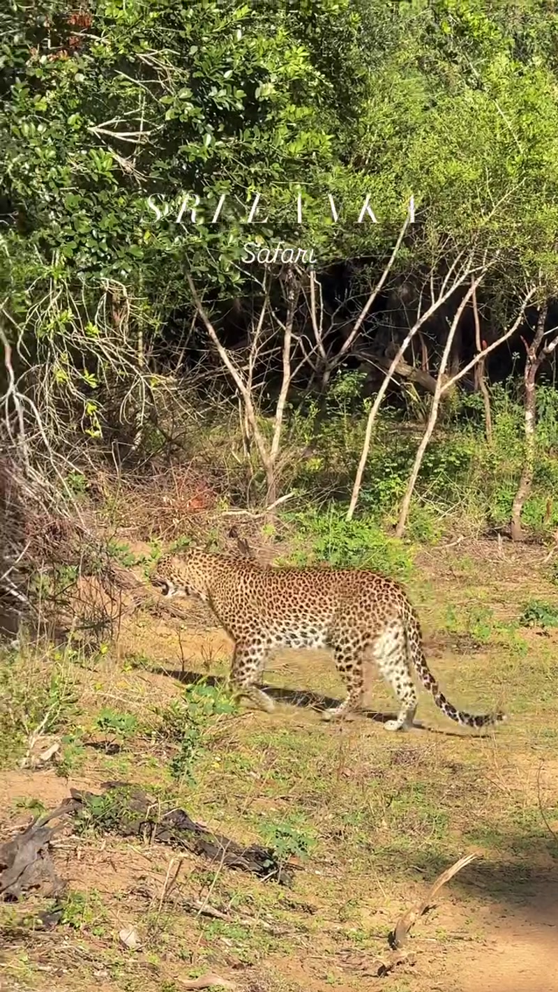 Travel photo of Yala National Park, Sri Lanka showing scenic views and attractions