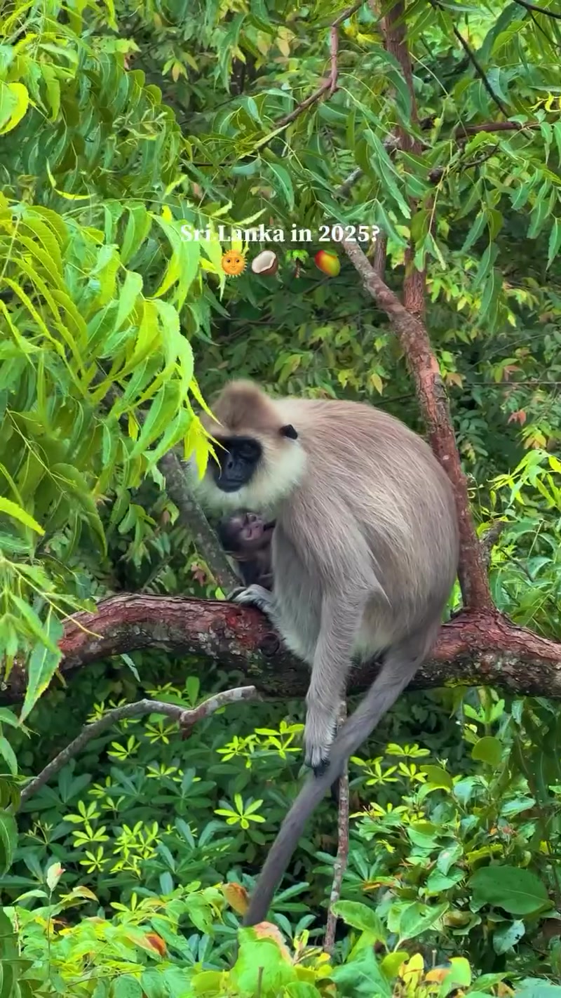 Travel photo of Sri Lanka showing scenic views and attractions