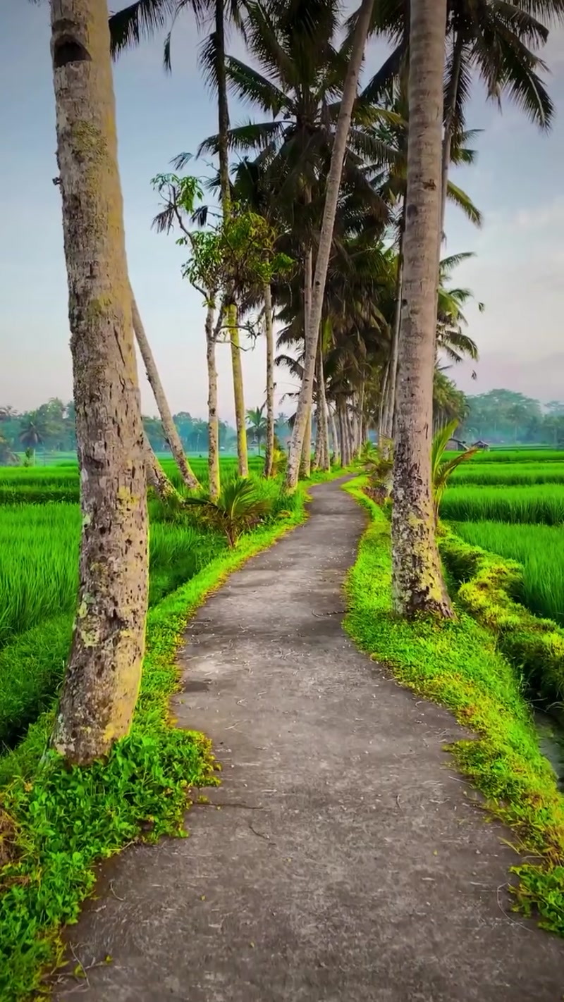Travel photo of Mancingan Rice Terrace, Bali, Indonesia showing scenic views and attractions
