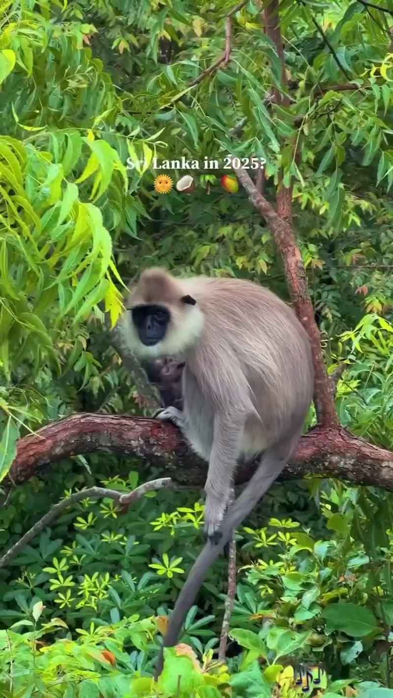 Travel photo of Sri Lanka showing scenic views and attractions