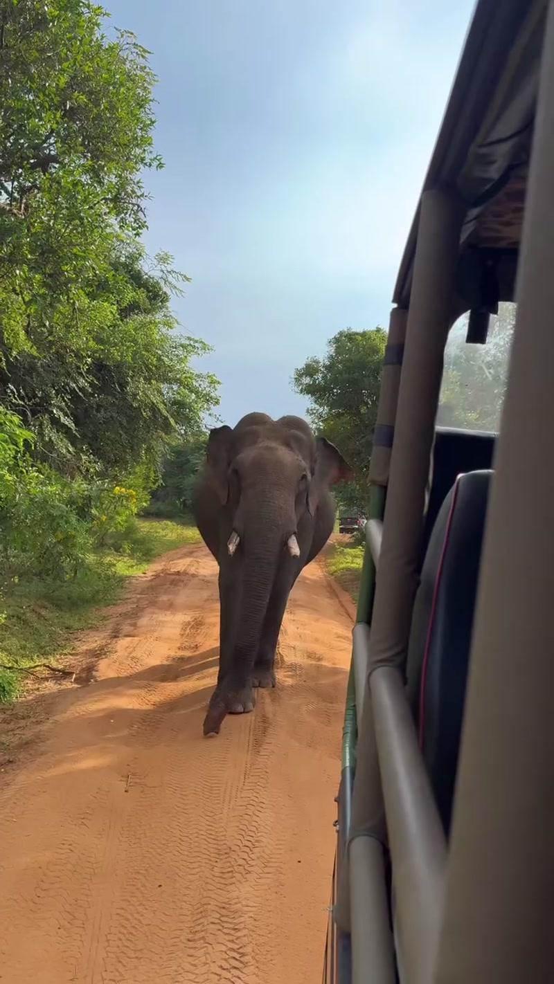 Travel photo of Yala National Park, Sri Lanka showing scenic views and attractions
